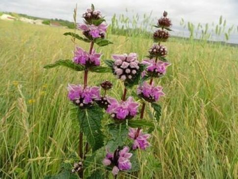 bimë mineral hekuri nga parazitët në trup