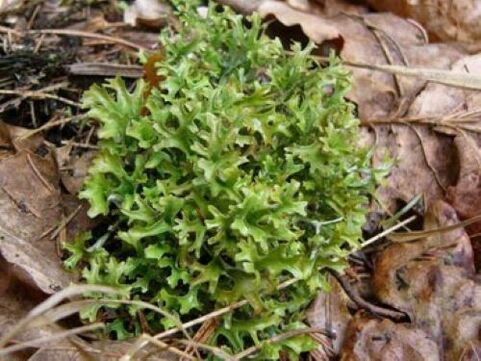 cetraria nga parazitët në trup