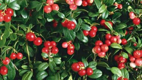 lingonberries kundër parazitëve në trup
