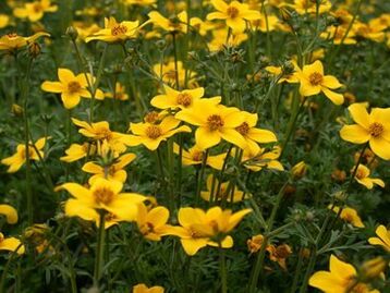 një sërë parazitësh në trup