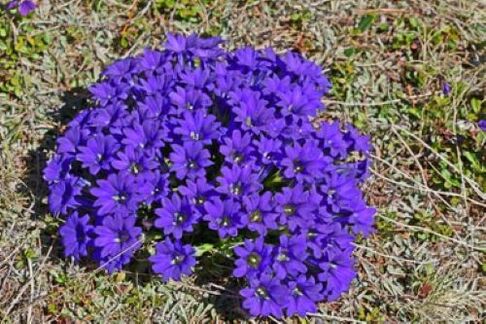 rrënja e etheve nga parazitët në trup