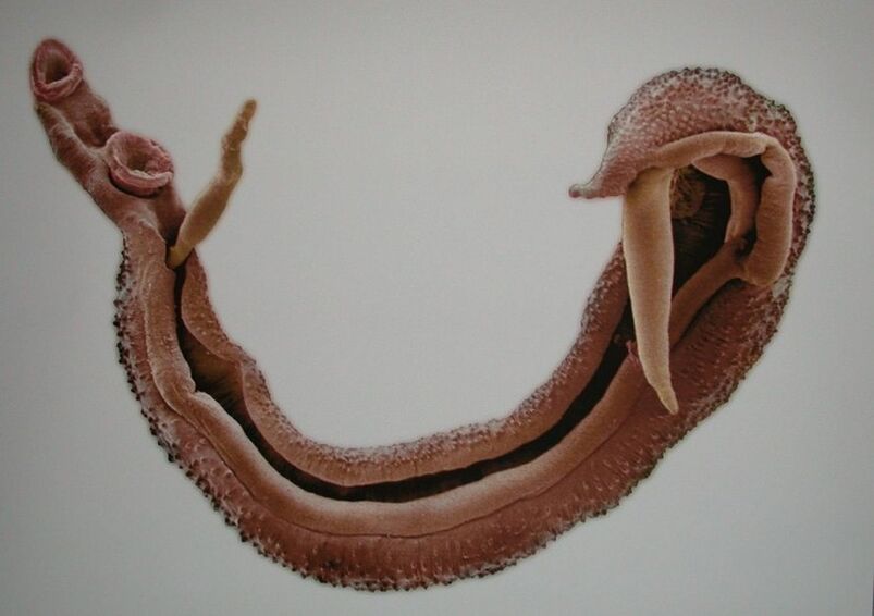 Schistosomes janë një parazit i rrezikshëm në gjakun e njeriut