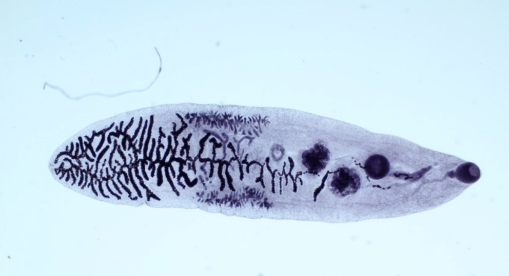 Parazit nga klasa e flukes (trematodes)