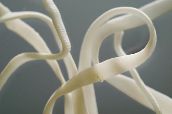 Ascaris është një nematod, i përket rendit të krimbave të rrumbullakët